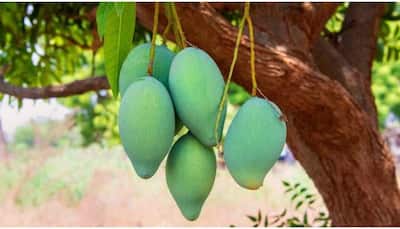 Most expensive mango! Noorjahan priced Rs 1000 per piece