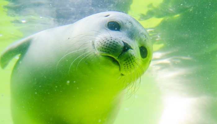 Adorable video of seal has netizens mesmerized, watch to know why