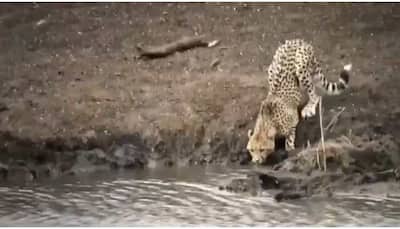 Crocodile attacks cheetah, drags into deep water, horrifying video of wild goes viral