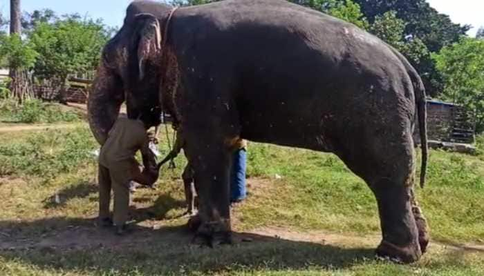 Elephants undergo COVID-19 test after nine lions test positive in a zoo in Tamil Nadu