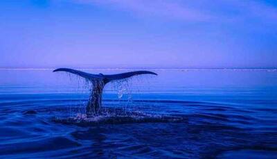 Humpback whale attacks boat in Australia, leaves skipper, teen severely injured
