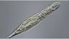 Tiny worm comes back to life after freezing for 24,000 years in Siberian deep freeze