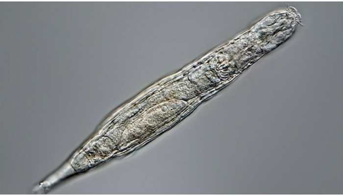 Tiny worm comes back to life after freezing for 24,000 years in Siberian deep freeze
