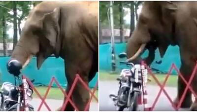 Elephant eats helmet hanging on bike, netizens express shock