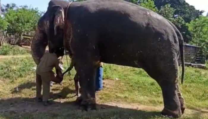 Elephants at Tamil Nadu&#039;s Mudumalai Tiger reserve test negative for COVID-19