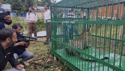 Man-eater leopard captured after 11 day hunt, villagers feel relief