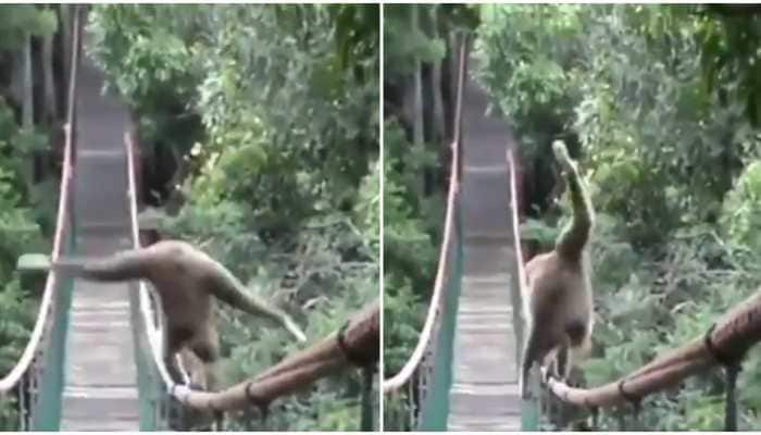 IFS officer shares video of monkey's incredibly balanced walk on rope,  netizens amazed | viral News | Zee News