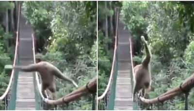IFS officer shares video of monkey's incredibly balanced walk on rope, netizens amazed