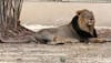 Another lion succumbs to COVID-19 at Chennai zoo, lioness had died earlier