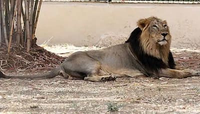 Another lion succumbs to COVID-19 at Chennai zoo, lioness had died earlier