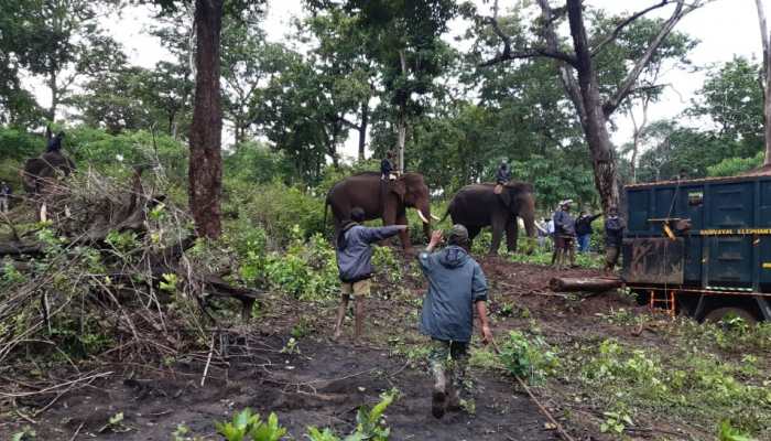 Injured wild tusker captured for treatment without tranquilizer, watch viral video