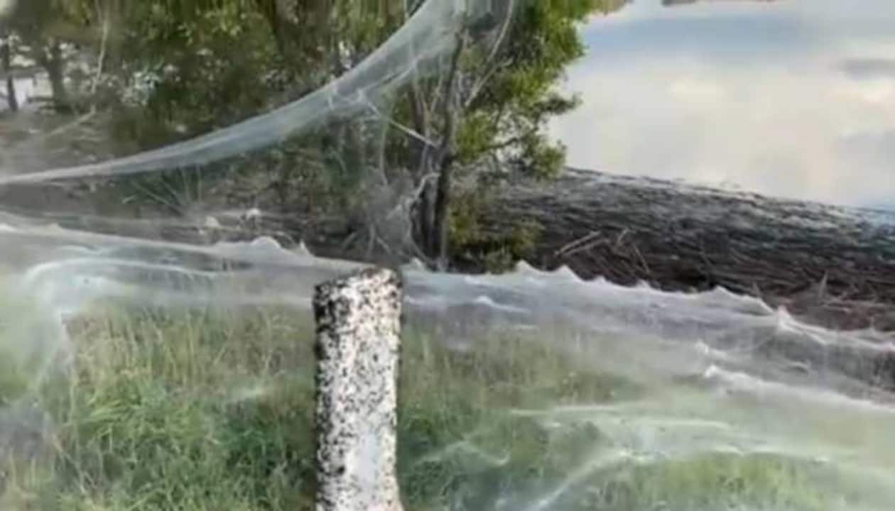 Spiders cover Australian region of Gippsland in cobwebs as they