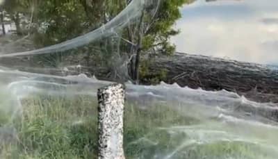 Australian town covered in massive spider webs, freaky video goes viral - Watch
