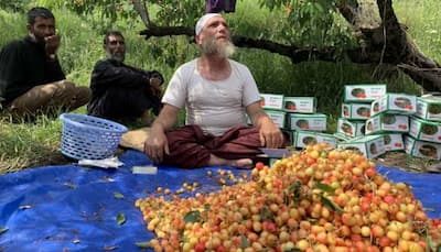 Bumper cherry season in Kashmir, government to airlift produce to support farmers