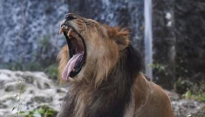 Chennai zoo lions infected with COVID-19 Delta variant that caused India’s second wave