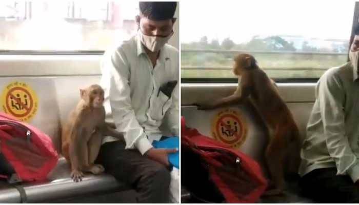 Monkey rides the Delhi metro leaving commuters stunned, video goes viral