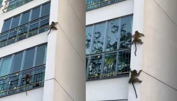 Mission Impossible! Monkeys playfully slide off building wall, netizens left speechless - Watch