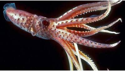 NASA sends Hawaiian squids to International Space Station for research