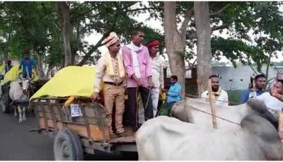 Dulha on bullock cart: Groom, baraatis ride on bullock carts to arrive at wedding venue