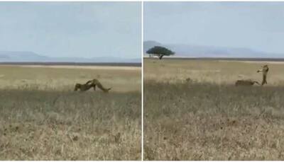 Scenes from wild! Zebra kicks away lioness and runs for life