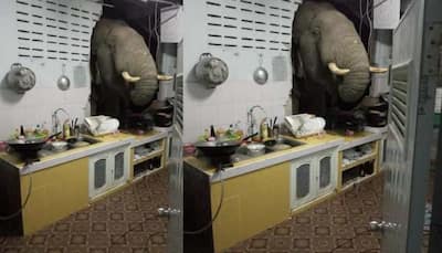 Elephant rams through kitchen wall in search of food, leaves woman stunned