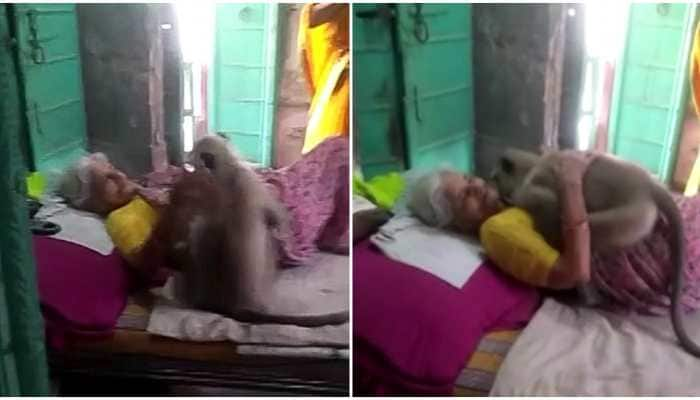 Adorable! Langur hugging Dadi leaves netizens awestruck 