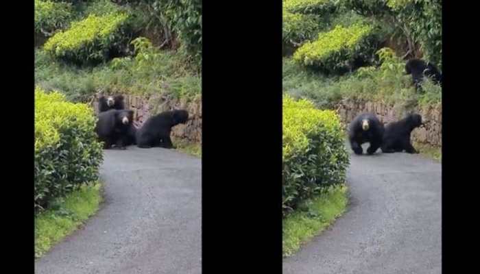 Biker encounters bears while cycling, posts terrifying clip of furry animal chasing him - Watch