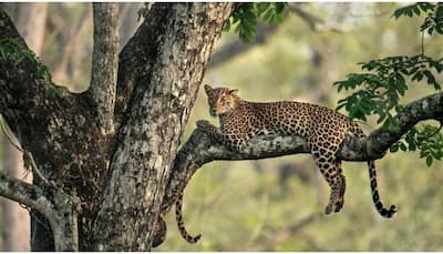 Viral post: Can you solve this puzzle shared by IFS officer? Try to spot the leopard cub in this picture