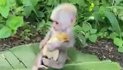 Monkey calms down little chicken with a kiss, viral video melts hearts online