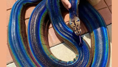 Stunning rainbow snake changes skin colour, leaves netizens amazed - Watch