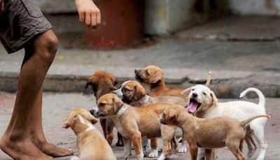 Street dogs have right to food, it is citizens' moral responsibility to protect animals: Delhi HC 