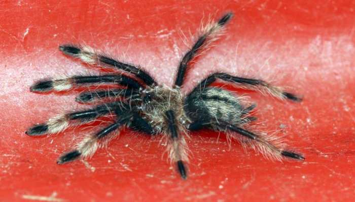 Chennai customs picks parcel with 107 live spiders, cargo to be sent back to Poland