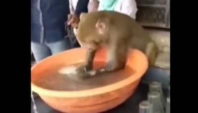 Employee of the month: Monkey washes plates at chai stall, video goes viral