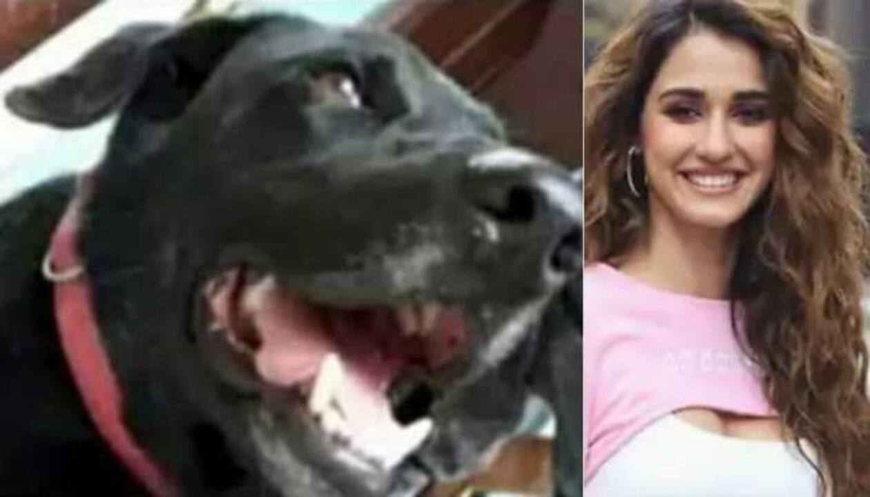 Alia Dog Gal Vidoe Xxx - Justice for Bruno: Disha Patani, Alia Bhatt, Sophie Choudry react to dog  beaten to death | People News | Zee News
