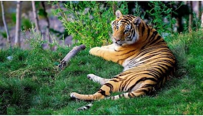 Bizarre! Grass-eating Tiger leaves netizens surprised -- Watch