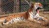 Oakland Zoo