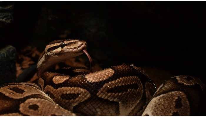 Odisha fisherman catches 7-foot-long python in net, forest department rushes to rescue