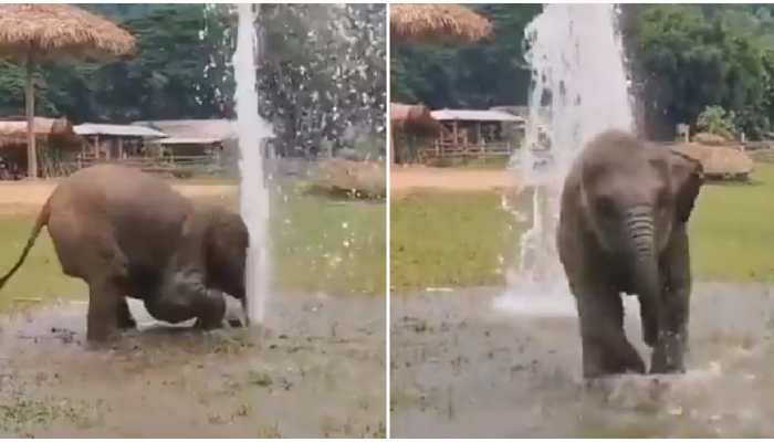 Adorable baby elephant plays with water, leaves netizens gushing--Watch