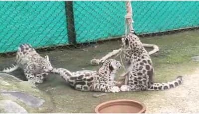 Cute! Watch snow leopard cubs playing in Darjeeling zoo