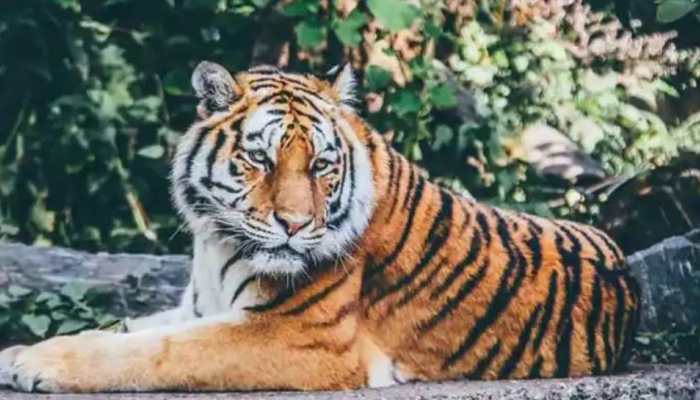 Man-animal conflict: 35% of India&#039;s tiger range are outside protected areas, says report
