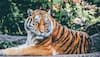 Man-animal conflict: 35% of India's tiger range are outside protected areas, says report