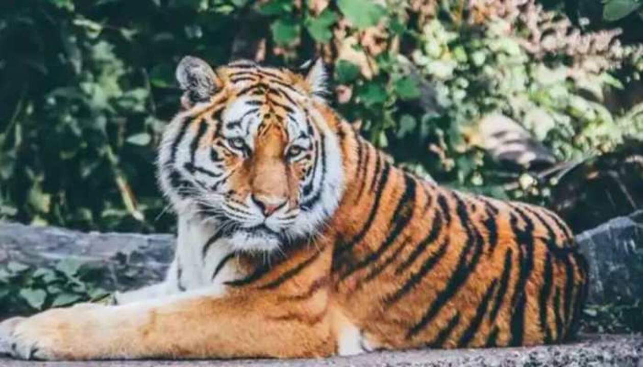Man-animal conflict: 35% of India's tiger range are outside protected  areas, says report | India News | Zee News