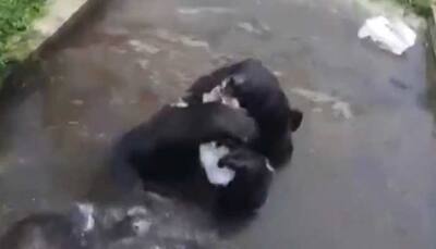 Just chilling! Himalayan Black Bear enjoys a dip and chews on bar of ice, watch adorable video