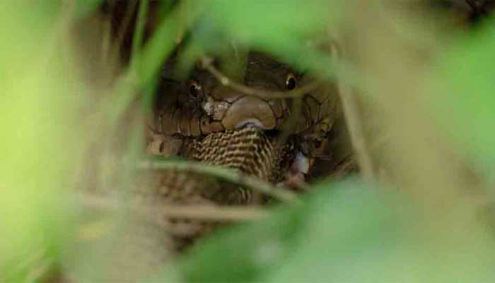 Magnificient shot! King Cobra eating another giant reptile in this rare photo, pic goes viral