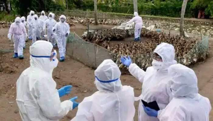 Nothing to panic: Human-to-human bird flu transmission rare, clarifies AIIMS chief Dr Guleria