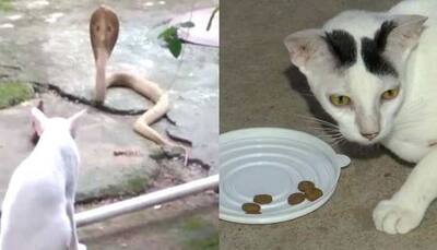 Brave Kitty: Pet cat stands guard against cobra for 30 mins to protect family 