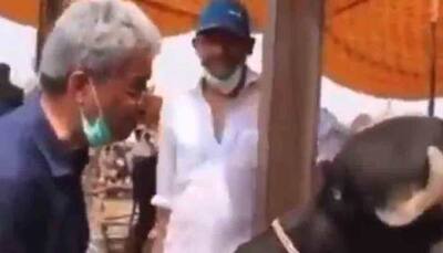 Pakistani journalist Aman Hafeez interviews buffalo on Eid-ul-Adha in this viral video
