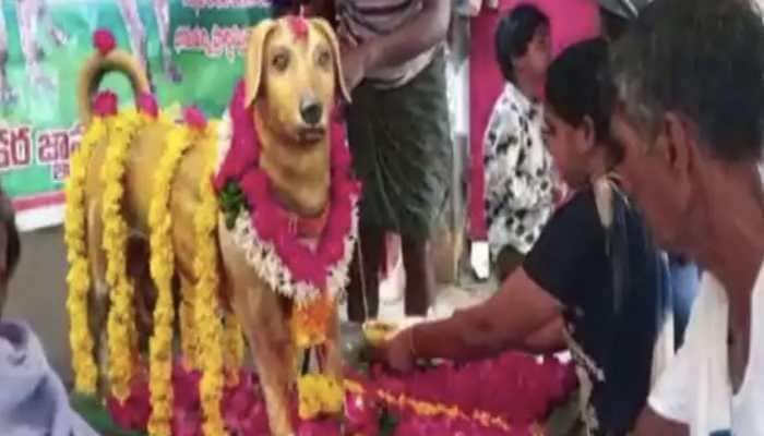 Dog love: Man installs bronze statue of his pet on anniversary, check viral pictures