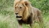 All 13 lions at Chennai Zoo test negative for COVID-19, says official 