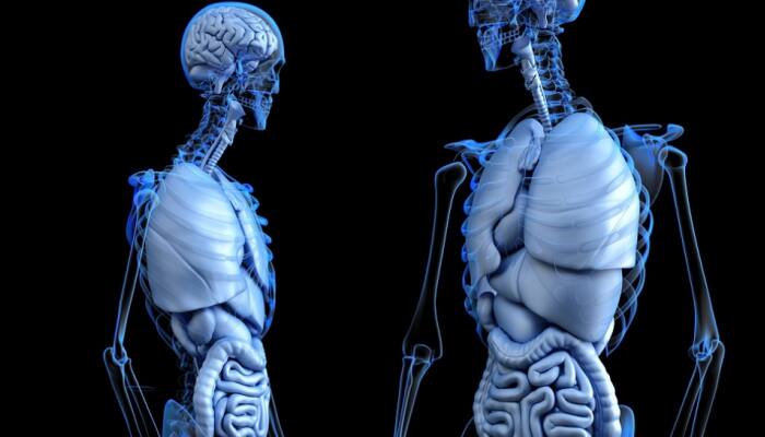 'Good cholesterol' may protect liver: Study